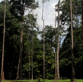 Hutan Lipur Panti
