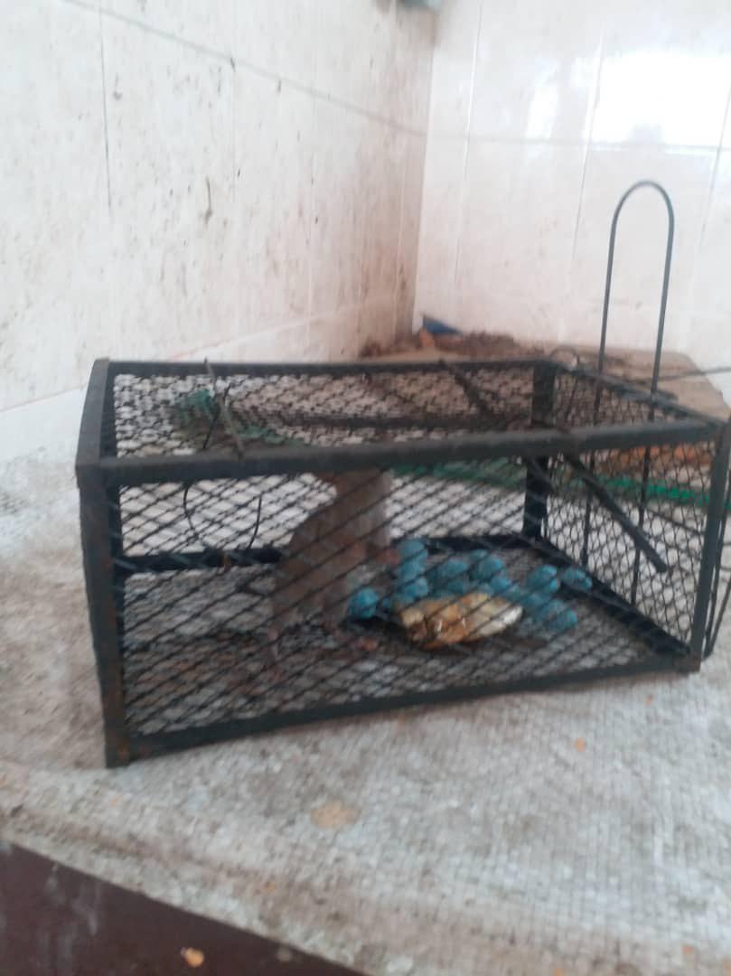 Kawalan Tikus lokaliti Pasar Awam Tmn kota Jaya, Pasar Awam Bandar, Kawasan Perumahan Jalan Belinjau 1-9